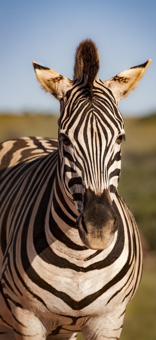 zebras in kenya 手机屏幕上显示斑马条纹辨识界面，画面中央是一只侧身站立的斑马照片，下方列出腹部纹路与后腿阴影特征对照项