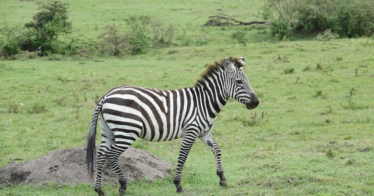 zebras in kenya 肯尼亚马赛马拉大草原金色晨光下数百匹斑马组成迁徙大军，黑白条纹与橙红天际线交相辉映，画面壮观震撼