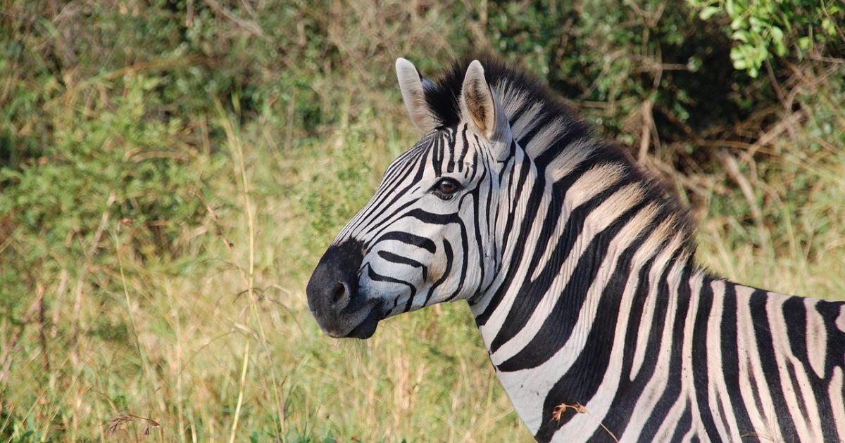 zebras in kenya 非洲肯尼亚草原清晨，一群斑马在金色阳光下低头啃食青草，远处金合欢树勾勒出地平线，画面宁静辽阔