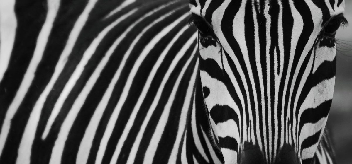 zebras in kenya 黄昏时分的马赛马拉草原，成群斑马在水洼边饮水，远处金合欢树剪影与橙红晚霞构成开阔的东非草原氛围